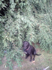 Cotoneaster frigidus