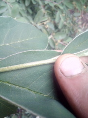 Cotoneaster frigidus