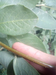 Cotoneaster frigidus