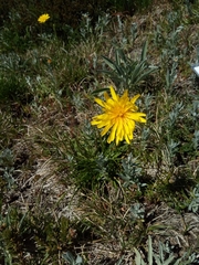 Microseris lanceolata