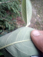 Cotoneaster frigidus
