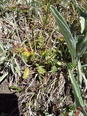 Chaerophyllum eriopodum