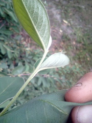 Cotoneaster frigidus