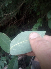 Cotoneaster frigidus