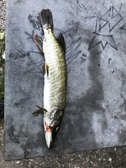 Esox cisalpinus