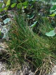 Eleocharis elegans