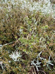 Chaerophyllum eriopodum