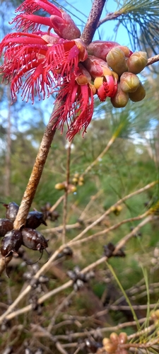 Image of Melaleuca quadrifida by (c) Enrica Longo, some rights reserved (CC BY)