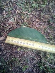 Cotoneaster frigidus