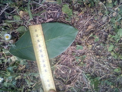 Cotoneaster frigidus