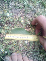 Cotoneaster frigidus