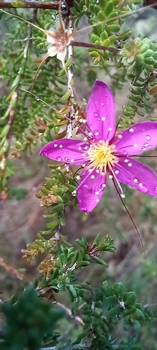 Image of Calytrix fraseri by (c) Enrica Longo, some rights reserved (CC BY)