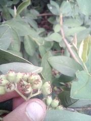 Cotoneaster frigidus