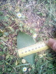 Cotoneaster frigidus