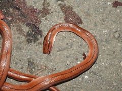 Oreocryptophis porphyraceus vaillanti