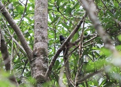 Trochocercus cyanomelas cyanomelas