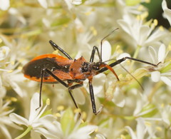 Gminatus