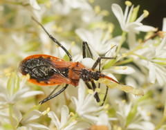 Gminatus