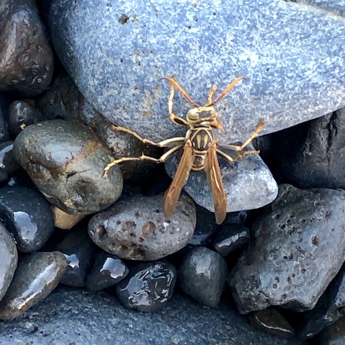 Dark-waisted Paper Wasp photo 5