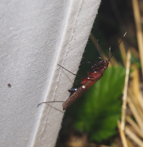 Nesoxypilus albomaculatus observed 2023-07-12