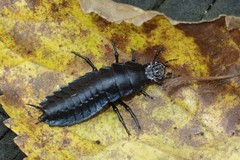 Carabus nankotaizanus