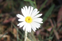 Celmisia pugioniformis