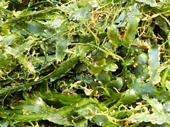 Caulerpa denticulata