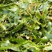Caulerpa denticulata - Photo 由 greenline 所上傳的 (c) greenline，保留部份權利CC BY
