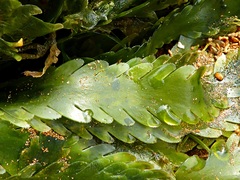 Caulerpa denticulata