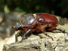 Oryctes nasicornis corniculatus