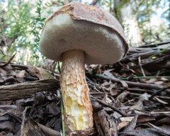 Austroboletus
