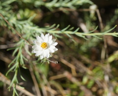 Rhodanthe anthemoides