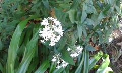 Pentas lanceolata