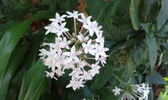 Pentas lanceolata