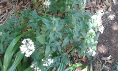 Pentas lanceolata
