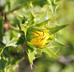 Berkheya spinosa