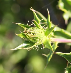 Berkheya spinosa