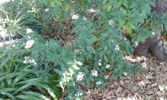Pentas lanceolata