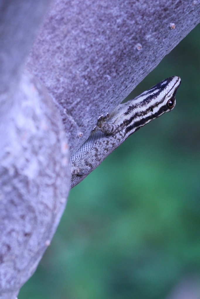 Mount Kenya Dwarf Gecko
