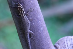 Lygodactylus wojnowskii