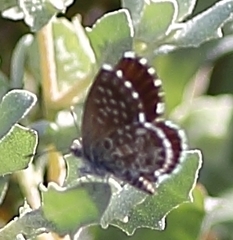 Brephidium metophis