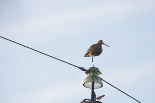 Aguja colinegra (Limosa limosa)