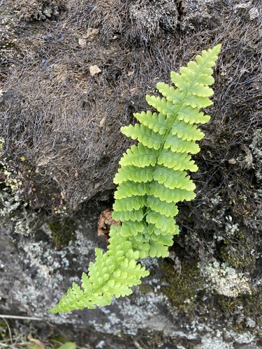 papraď samčia (Dryopteris filix-mas)