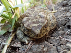 Sclerophrys mauritanica
