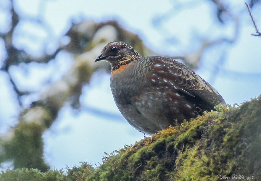 Hill Partridge from Sikkim, India on April 23, 2015 at 08:03 AM by ...