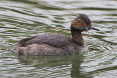 Black-Necked Grebe photo 5