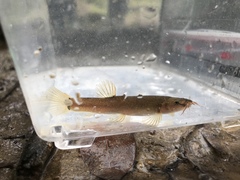 Oreonectes platycephalus