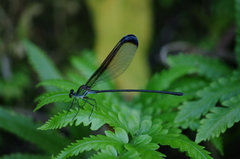 Psolodesmus mandarinus dorothea