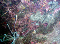 Trachinops noarlungae