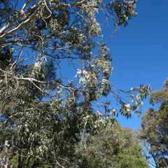 Eucalyptus pauciflora